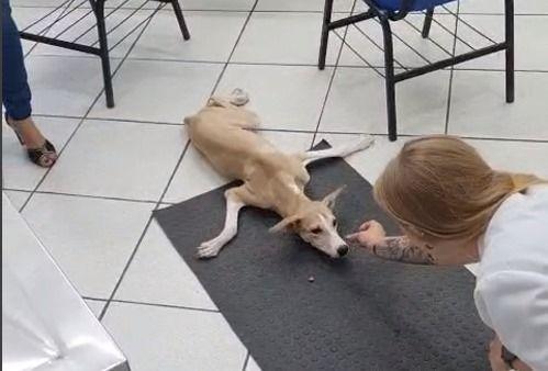 Cannabis no tratamento de uma doença grave que acomete nossos cãezinhos