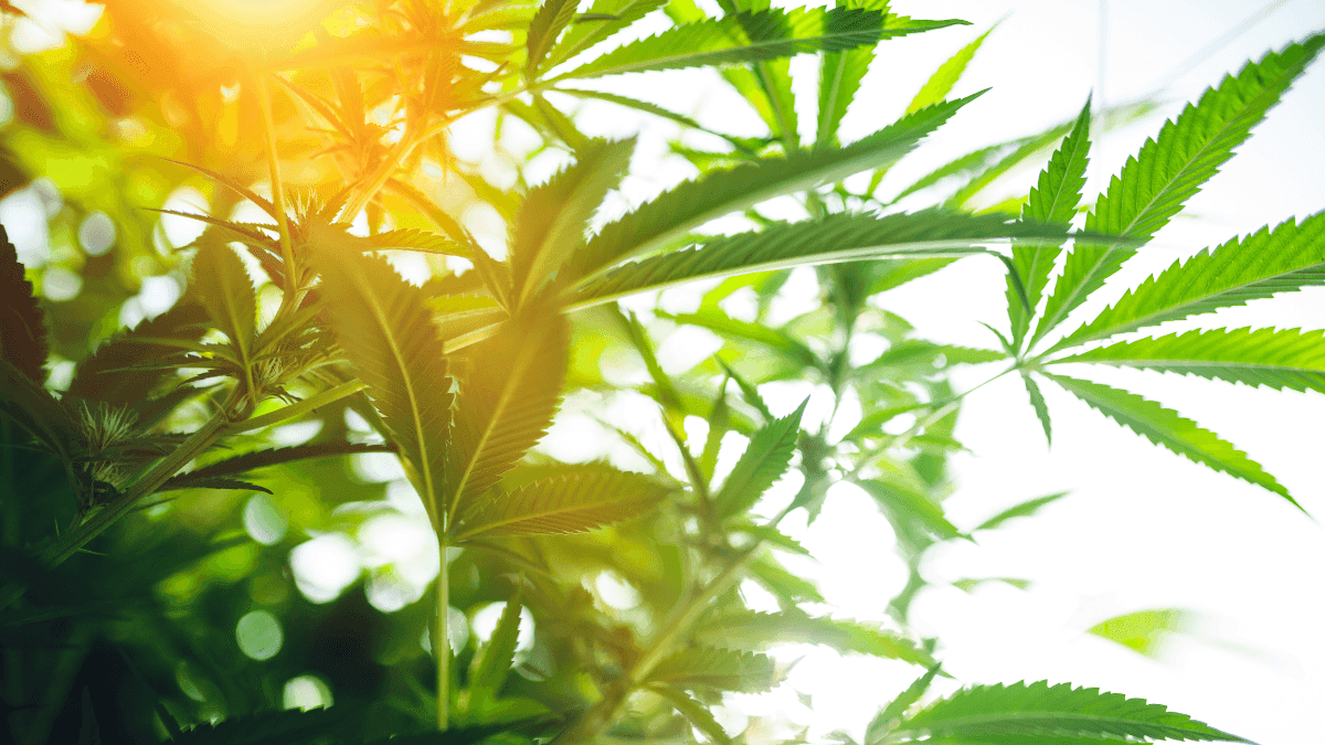 700 vidas protegidas: quando a Justiça reconhece o valor das associações canábicas