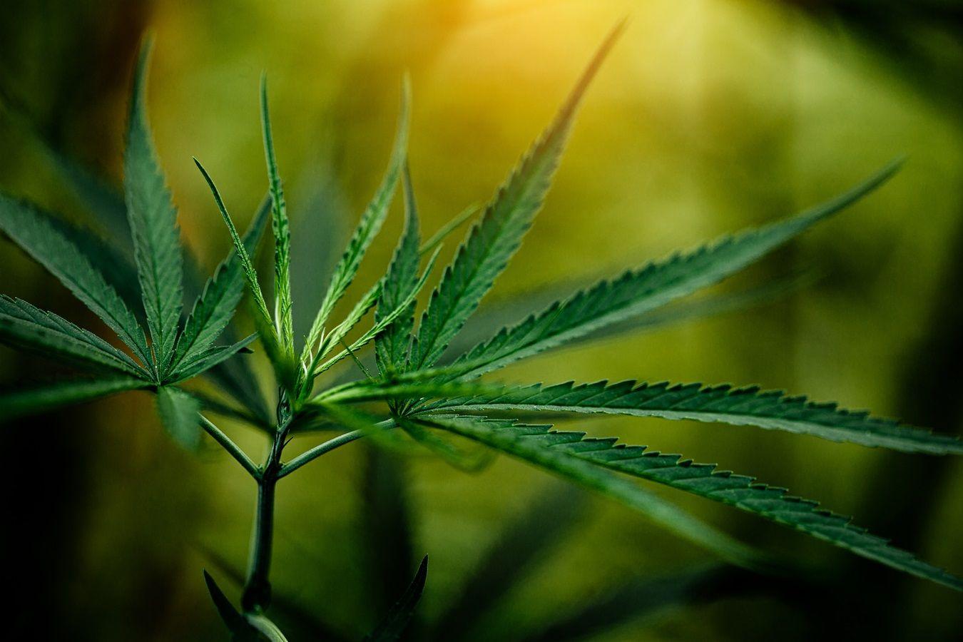 Cannabis Medicinal no Brasil e o impacto da pesquisa clínica neste cenário