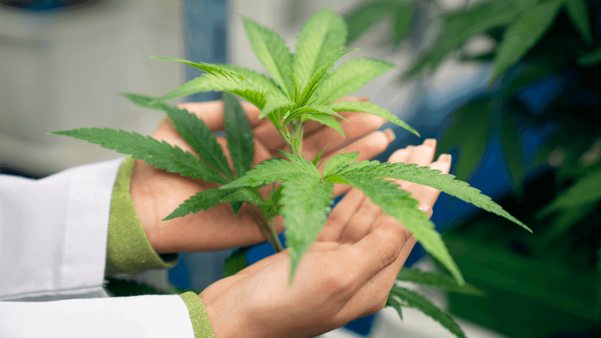 Novo derivado de canabicromeno sem risco de abuso reduz eficazmente a dor em camundongos