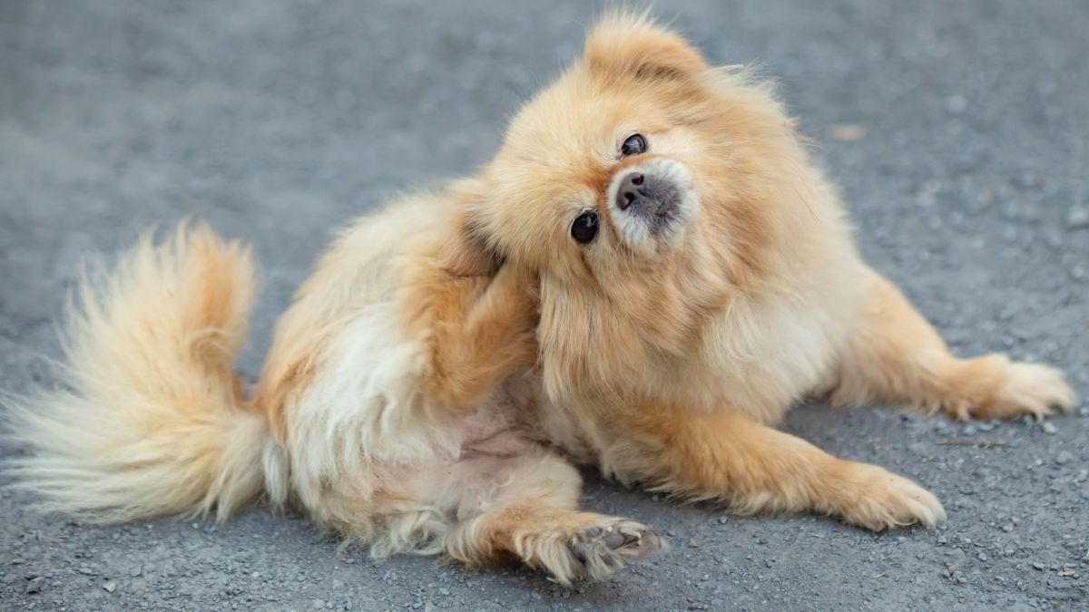 Dermatite atópica e o sistema endocanabinoide