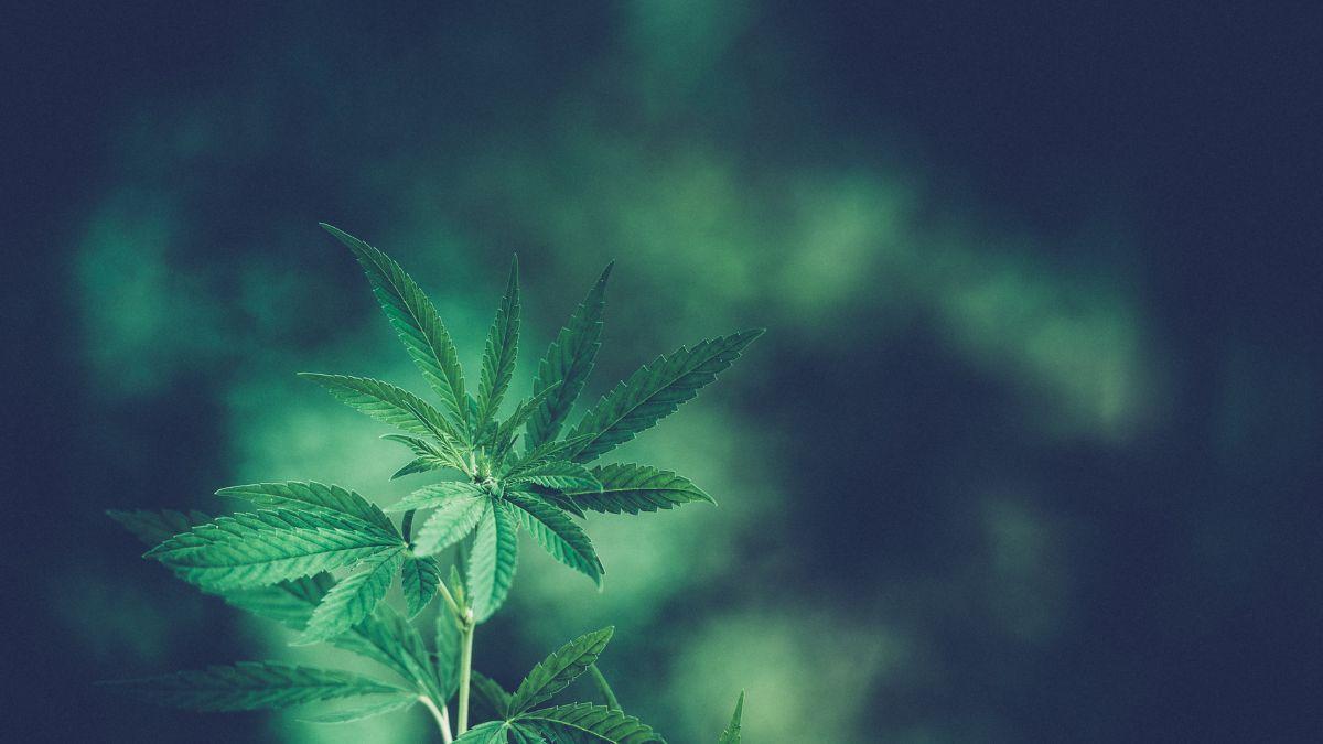 Exercício físico e cannabis medicinal contribuem para a saúde bucal