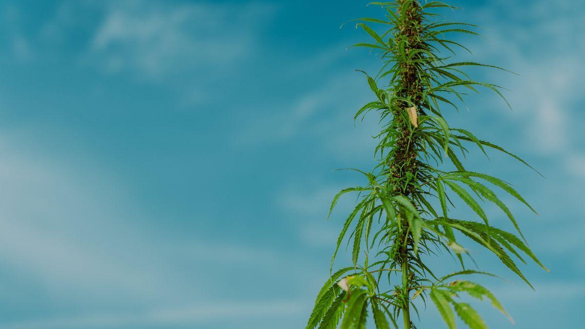 Agri vs Agro: Do Cultivo à Logística Reversa na Cadeia de Valor da Cannabis