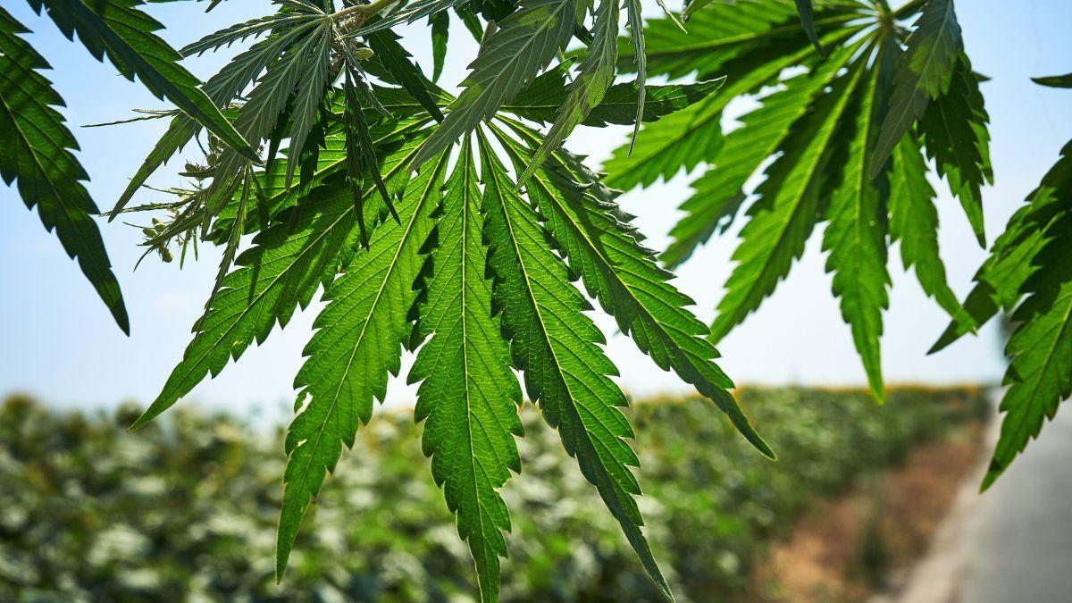 Associações de cannabis: um caminho para a saúde, justiça e soberania