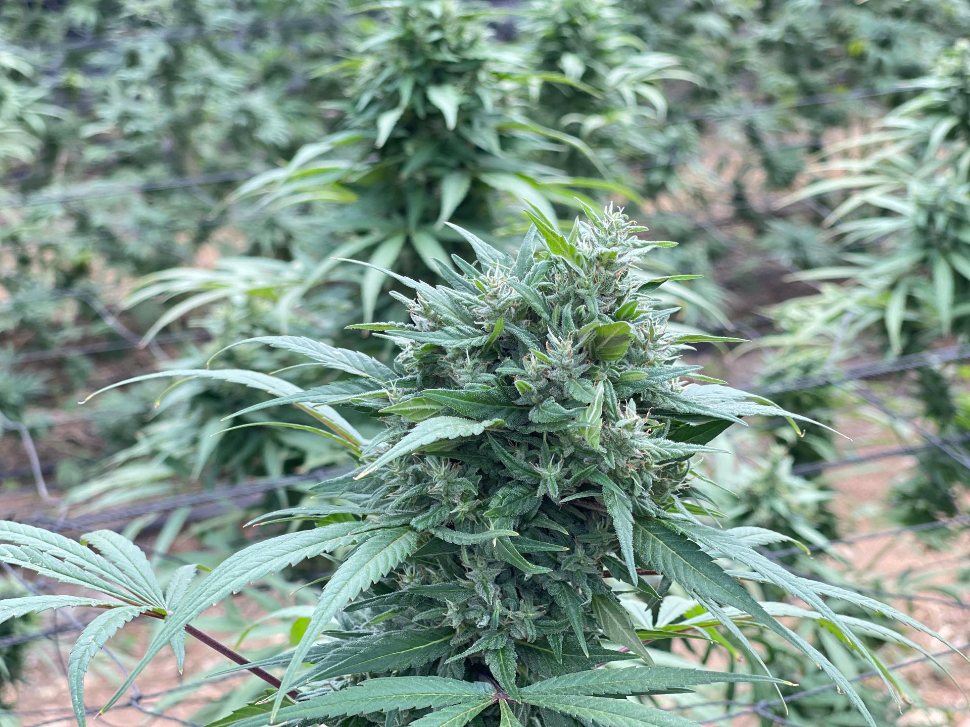 Tarso Araújo: União entrega plano ao STJ para regulamentar cânhamo medicinal com liderança do Ministério da Saúde