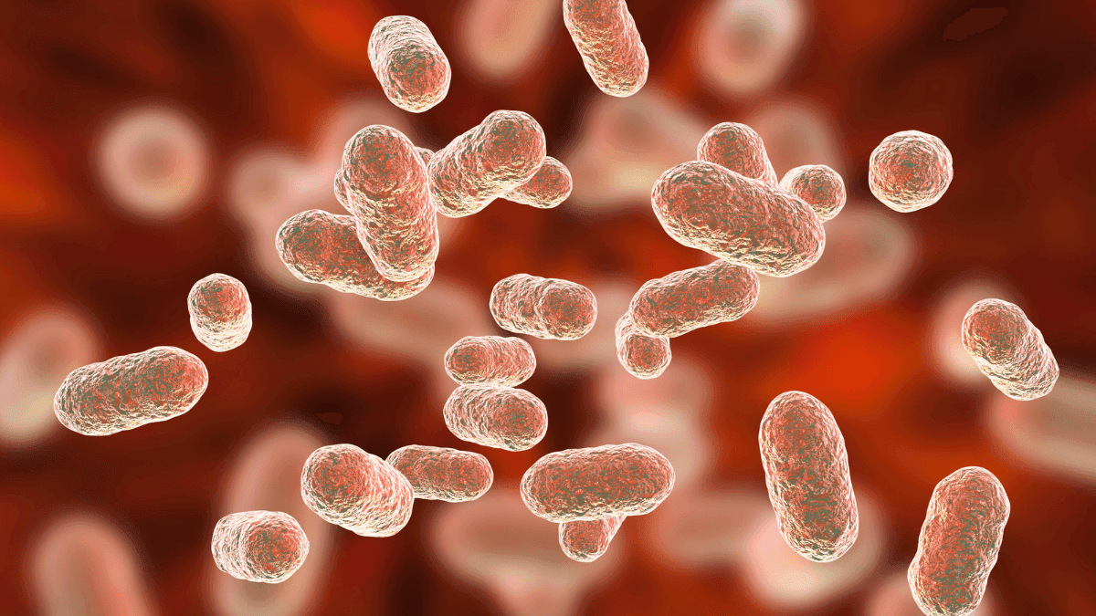 A relação da microbiota bucal e intestinal e a cannabis medicinal