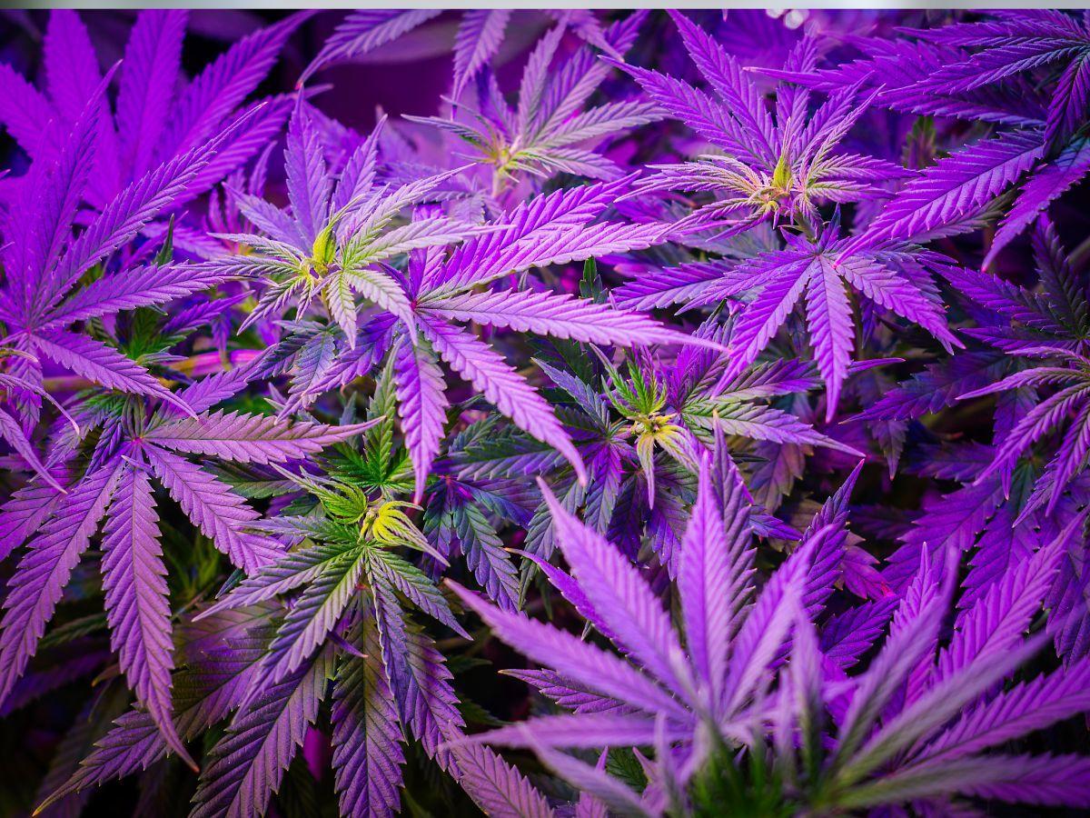 Nem tudo são flores