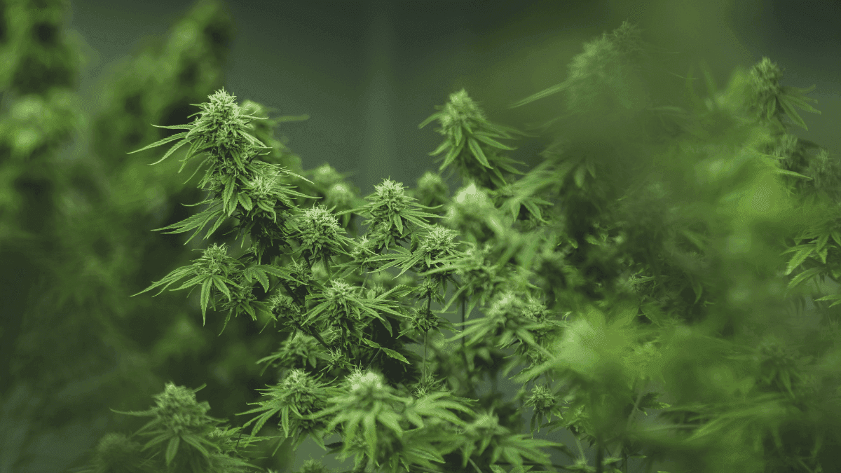 A urgência de rever a RDC 659/2022: entraves regulatórios à pesquisa científica com Cannabis no Brasil