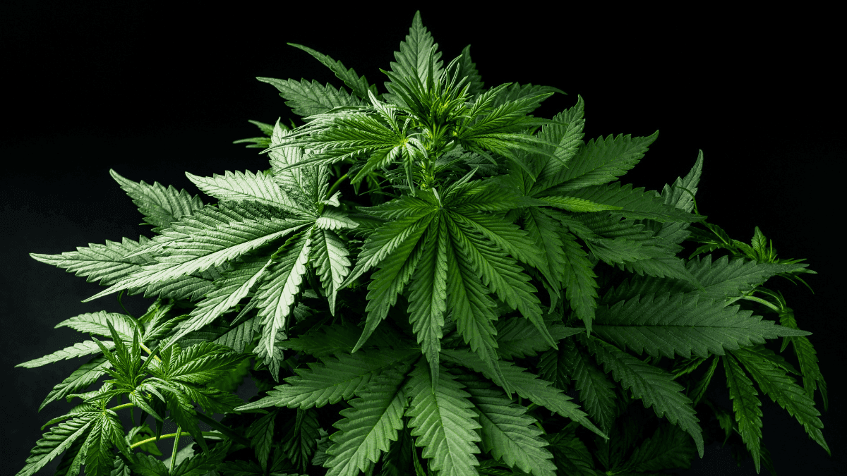 Cannabis, controle sanitário e expectativas que convém moderar