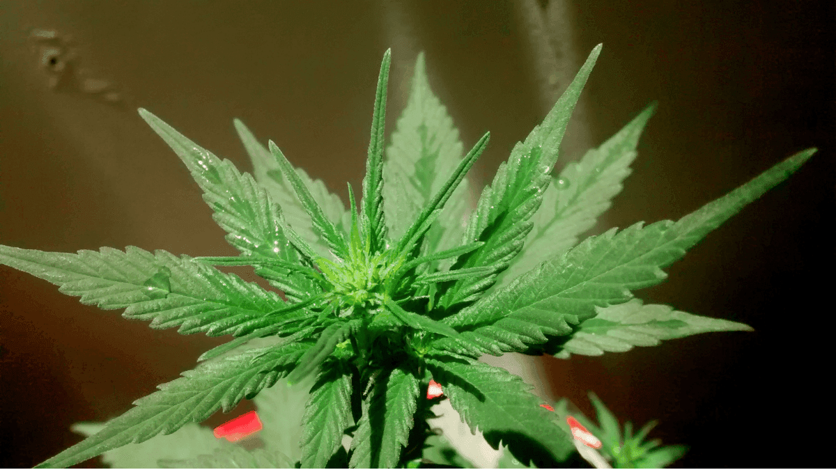 THC: mocinho ou vilão? 