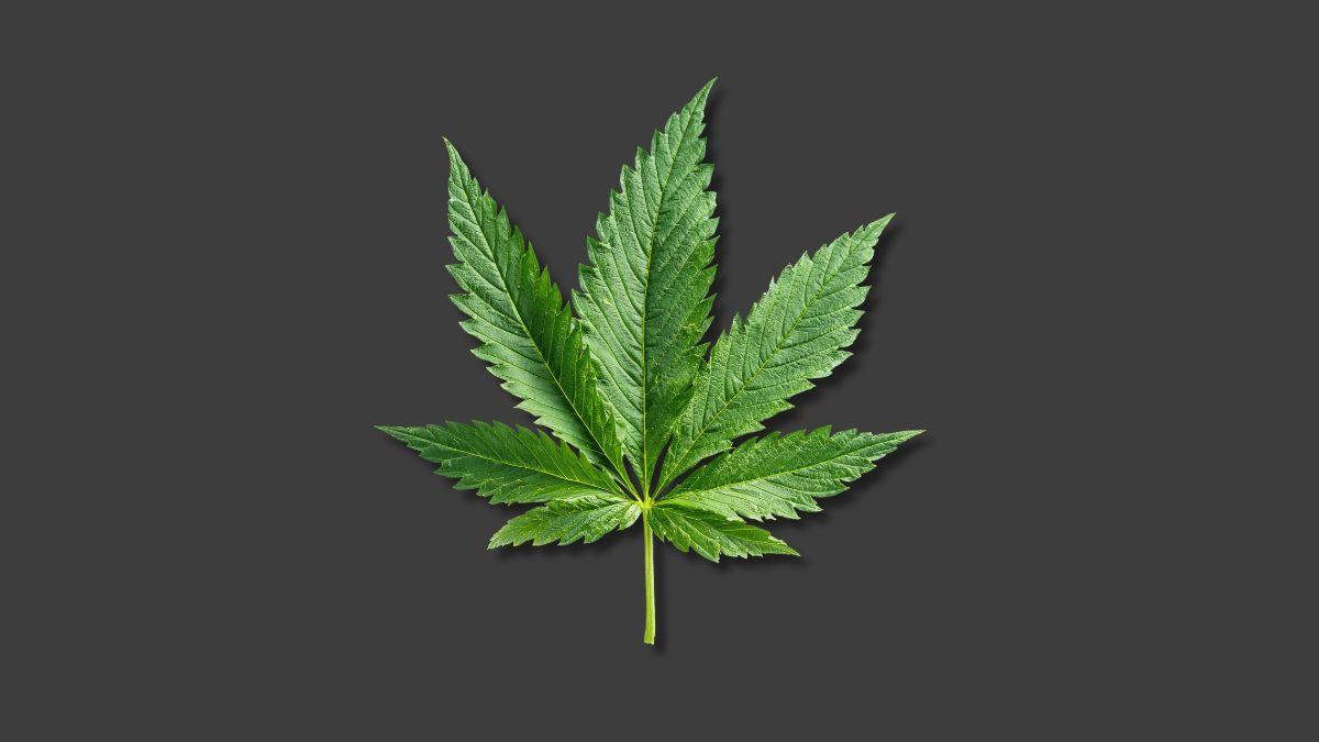 Cannabis, ideologia e bom senso