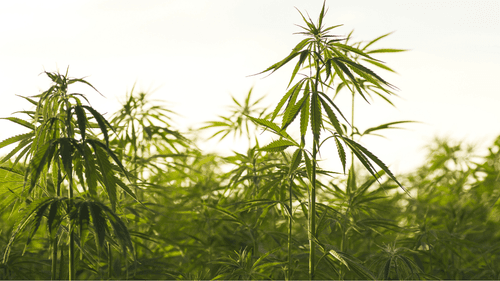 Imagem da noticia: Planting hemp is betting on the future: experts point out environmental and economic benefits in Deusa Cast