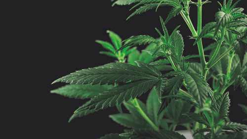 Illinois divulga nova atualização sobre vendas de cannabis em 2025