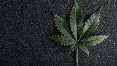 Wisconsin discute nova proposta para legalização da cannabis e uso medicinal