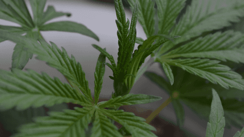 Imagem da noticia: Estudo identifica como a cannabis desenvolveu a capacidade de produzir THC, CBD e CBC