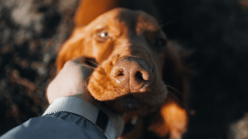 SEX - Professor da Unesp em Botucatu lidera pesquisa sobre cannabis medicinal para animais