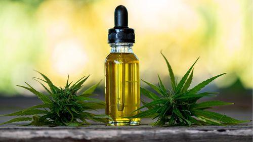 Imagem da noticia: In record time: City Council approves distribution of medicinal cannabis and sanction is on the way