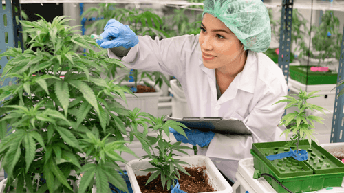 Imagem da noticia: Universidade de Bristol cria módulo sobre cannabis medicinal