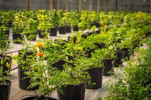 Imagem da noticia: Movimento pró-cannabis medicinal cobra regulamentação de lei já aprovada em SC