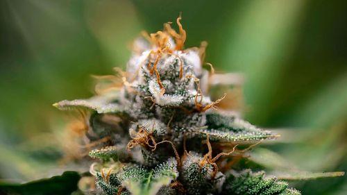 Imagem da noticia: Conad empossa novos conselheiros para o biênio 2025–2027 com inclusão de entidades canábicas