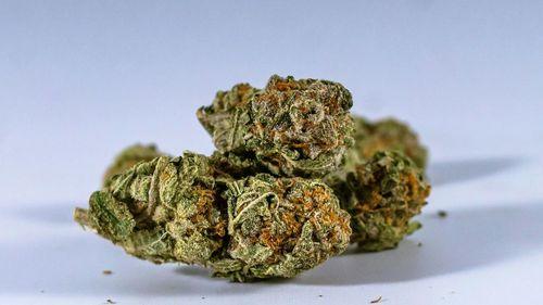 Imagem da noticia: Canopy Growth estende dívidas até 2031 e projeta caixa de C$ 425 milhões