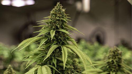 Imagem da noticia: 43rd CIOSP discusses the future of cannabinoid therapies in Dentistry