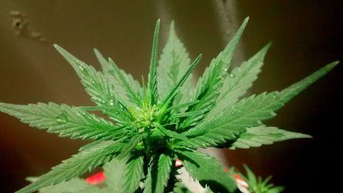 Imagem da noticia: Novo estudo promete distinguir com mais precisão os níveis de THC em plantas de cannabis