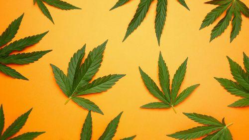 Imagem da noticia: Pesquisadores da África do Sul encontram compostos raros com alto potencial farmacêutico em  Folhas de cannabis