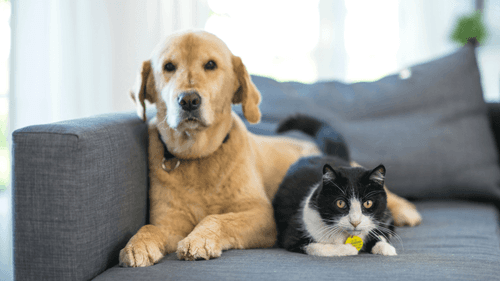 Imagem da noticia: Raízes da mudança: a pesquisa que une cannabis, bem-estar animal e sustentabilidade na serra gaúcha