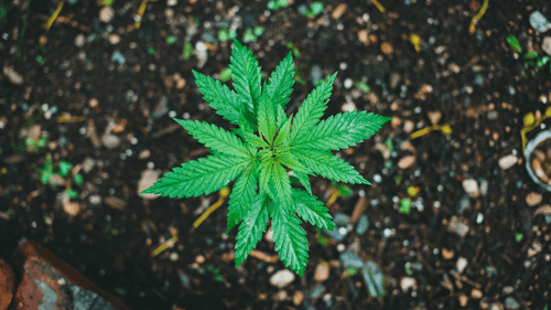 Imagem da noticia: Cultivar é escutar: o poder do solo vivo na canábis sustentáveis