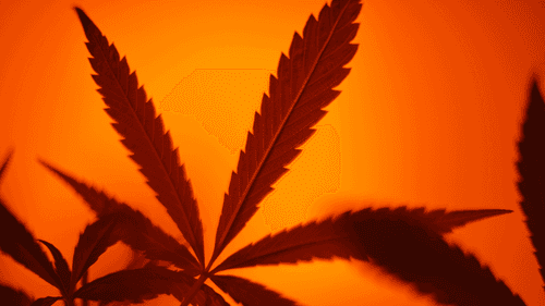 Imagem da noticia: Estudo propõe unidades de THC para medir quando o consumo de cannabis se torna excessivo