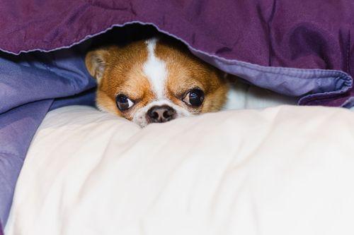 Imagem da noticia: De cães idosos a animais de grande porte: terapia com cannabis em animais avança no Brasil