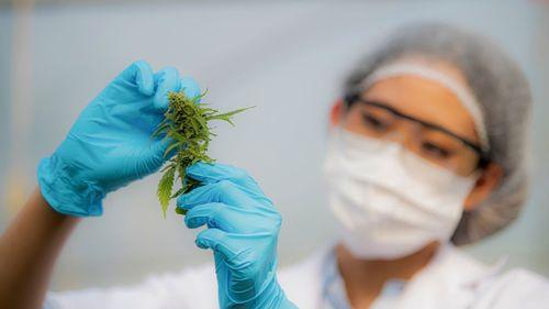 Imagem da noticia: Uece lidera estudo com cannabis em crianças com TEA