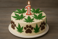 Um ano após aval da Anvisa, MAPA ainda não regulamenta cannabis veterinária