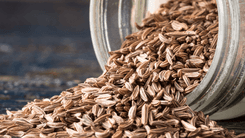 Especiaria culinária inspira novos compostos que imitam o CBD sem uso de cannabis