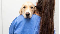 Cannabis veterinária: doenças em animais que podem ser tratadas com a planta