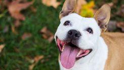 Jundiaí recebe 3ª edição de evento pet para discutir terapias integrativas e uso de cannabis