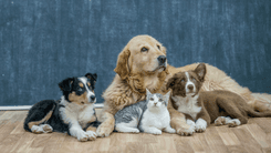 Como evitar que cães e gatos mastiguem plantas de cannabis em casa