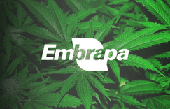 Embrapa presents plan for cultivation and research with cannabis in Brazil