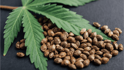 Hemp Industry in Italy Challenges Decree Criminalizing Low-THC Flowers