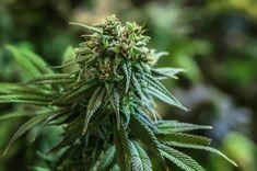 Top 7 Cannabis Strains with High CBD Content for Therapeutic Use