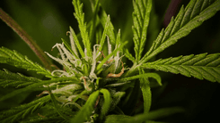 Estudo analisa como compostos da cannabis interagem com cânceres comuns