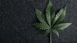 Wisconsin discute nova proposta para legalização da cannabis e uso medicinal