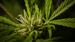 STJ destaca cumprimento da maioria das etapas para regulamentar o cultivo de cannabis medicinal