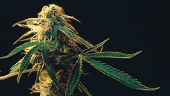 Deusa Cast: a história da cannabis entre cura e preconceito