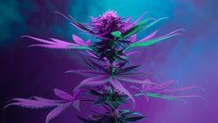 Cannabis rica em CBG passa por avaliação inédita na CTNBio