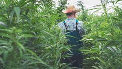 Brasil se prepara para avançar no mercado de cannabis; erros e acertos dos EUA podem indicar o caminho