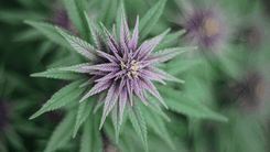 Origem da cannabis: de planta sagrada a estigmatização global