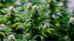 15 Varieties of Cannabis from Africa