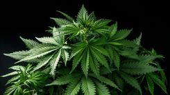 Canopy Growth anuncia aquisição da MTL Cannabis em transação de US$ 179 milhões